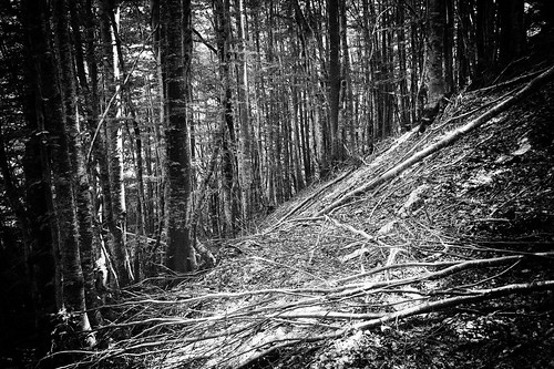 tree tuscany toscana outdoor montagna leica landscape forest dlux4 bw apuane alberi fav25