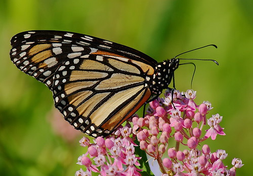 butterfly lexington kentucky mcconnellsprings monarch milkweed monarchbutterfly “lexington mcconnellspringspark ky”