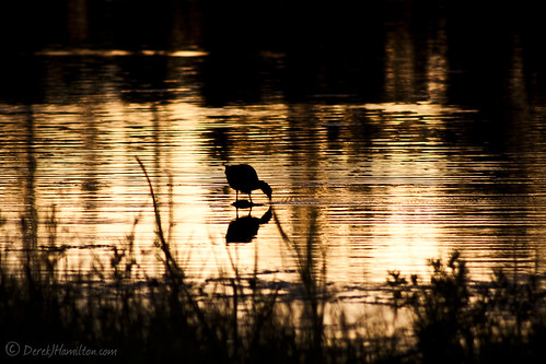 sunset canada water silhouette golden duck pond alberta blackfalds derekjhamilton derekjhamiltoncom