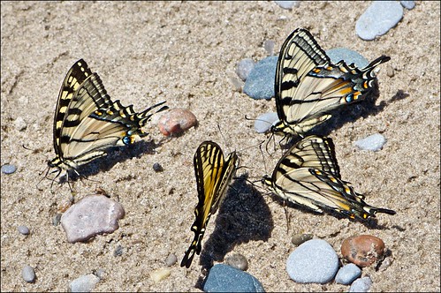 butterfly easterntigerswallowtail papilioglaucus wicklowbeach