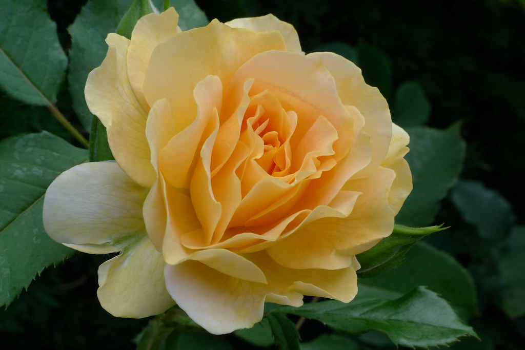 4/10 Honey Perfume rose một loại hồng Floribunda. Một bông hồng hoàn toàn đẹp, dáng cây thẳng đứng, chiều cao trung bình từ 90-105 cm. Hồng Honey Perfume có hoa màu vàng như màu mật ong,có thể có đến 30 cánh hoa, đường kính hoa lớn, hương thơm mạnh, cây hồng này cho hoa liên tục.
