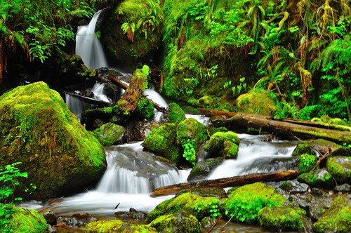 travel water creek washington moss rainforest hiking olympicpeninsula falls trail olympicnationalpark lakequinault shutterpriority quinaultrainforest nikond5000