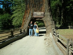 2011;Humbolt Redwoods 006.JPG