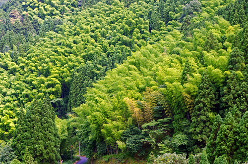 japan landscape bamboo kumamoto kyushu yatsushiro