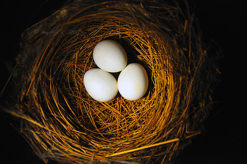white chicken birds santabarbara museum nikon basket natural nest shell round eggs naturalhistorymuseum d90