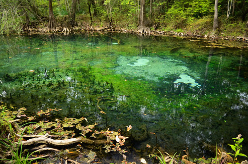 park water spring florida clear springs freshwater hightowersprings