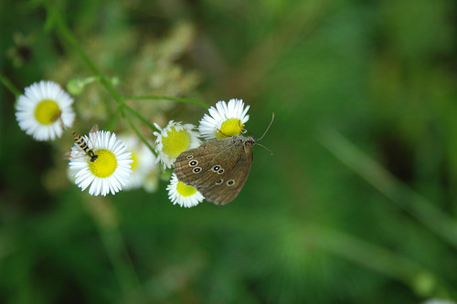 summer butterfly wildlife meadow ringlet aphantopushyperanthus