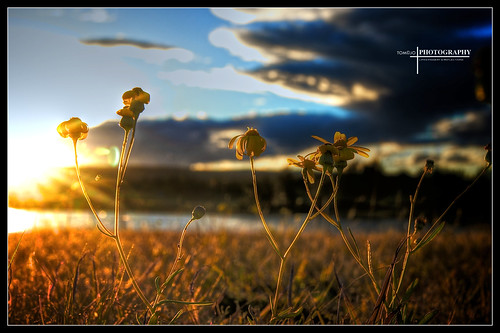 flowers sunset art grass photography stems hdr tomojo