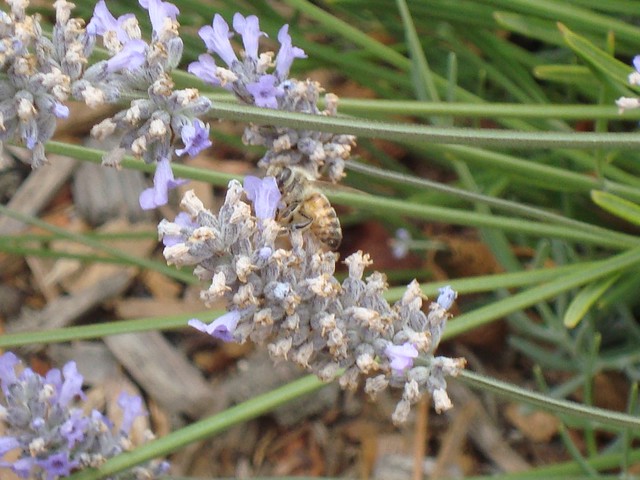 Honey bees pollinate the lavender plants