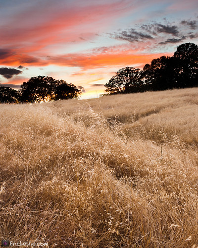 ca sunset summer usa grass landscape treesilhouette unitedstates oats oaktree redbluff nohdr
