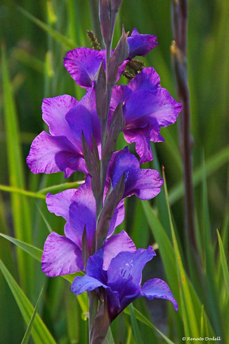light flower green nature grass licht leaf purple blossom natur lila gras grün blume blatt blüte gladiolus gladiole dorenawm renatedodell