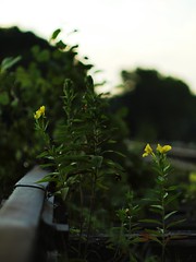 Rail Flowers