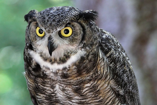 Great Horned Owl at Northwest Trek | Flickr - Photo Sharing!