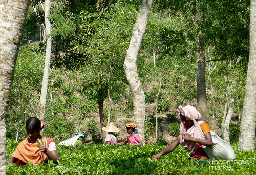 people women tea bangladesh teaplantation teaestate teagardens aes srimongal teapickers