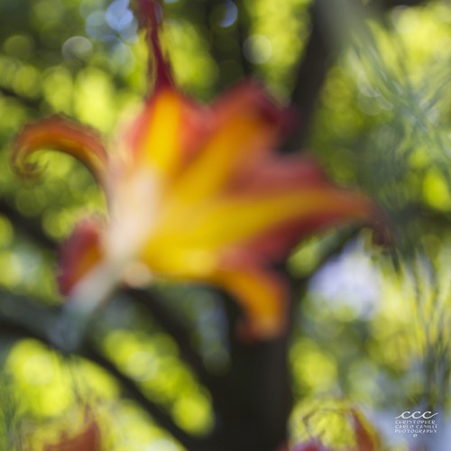 summer orange usa abstract black flower tree green america canon américa colorful warm lily bokeh pennsylvania outoffocus amerika harrisburg アメリカ 美國 70200mmf4l amérique 미국 америка 50d अमेरिका ‎أمريكا ©lesyeuxheureux ©christophercasilli