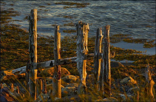 old sunset fence cove hdr nfld renews