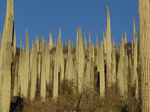 mountains latinamerica cacti mexico landscapes flickr desert 2006 gps puebla mex