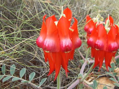 Fabaceae>Swainsona formosa Sturt's Desert Pea DSCF4370