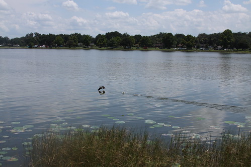 lake flight ripples lilypads bittern