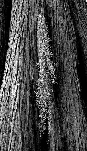 tree nature louisiana bark swamp spanishmoss trunk cypress cypresstree hangingmoss websterparish baldcypress tillandsiausneoides taxodiumdistichum northlouisiana lakebistineau louisianastatepark