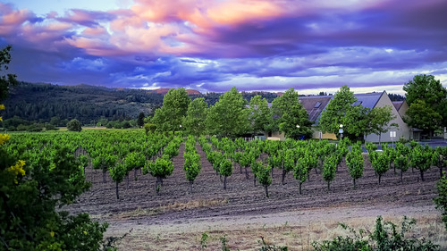 california trees beautiful clouds landscape vineyard colorful skies purple napa agriculture viniculture davidsimmons