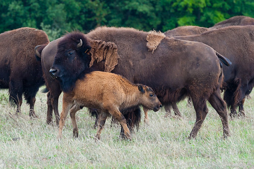 animal bison