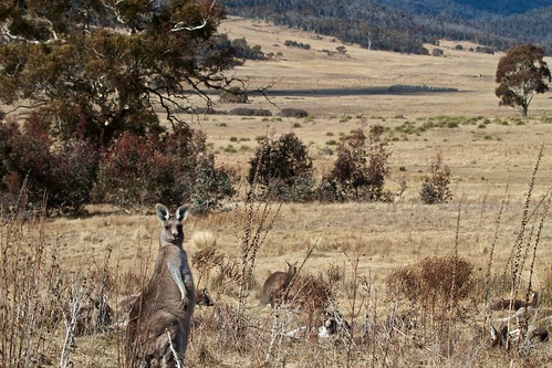 winter landscape australia kangaroo act easterngreykangaroo orroralvalley canonef100400f4556lisusm canon7d