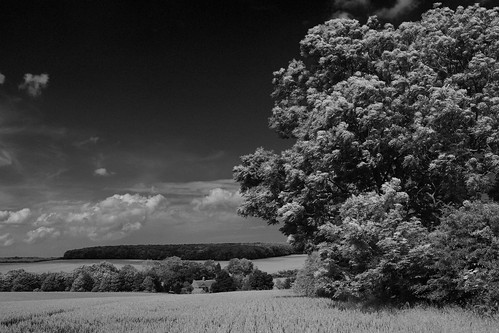 uk trees summer england blackandwhite monochrome sunshine landscape lincolnshire wolds