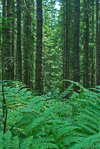 trees fern green forest photography photo nikon photographer hiking idaho ferns amateur d60 cataldo coeurdaleneriver enanville
