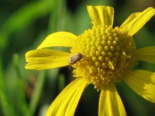 flower beetle coleoptera