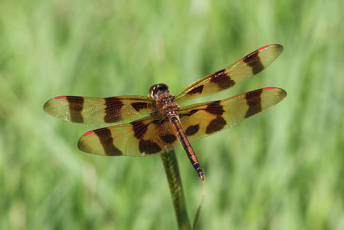 georgia dragonfly elhuie claytoncountywaterauthority huieponds