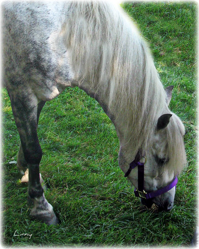 horse white grass outside outdoors grey interestingness interesting purple eating country fair pony equestrian halter grazing ponyride equine countryfair summerday dapples purplehalter mygearandme