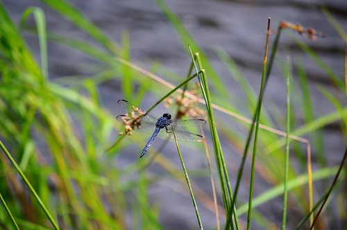 lake water grass pond dragonfly colonelsanders93 115project