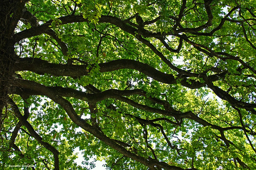 tree nature leaves island leaf oak ast branch natur insel blatt blätter baum chiemsee eiche fraueninsel chiemgau dorenawm renatedodell