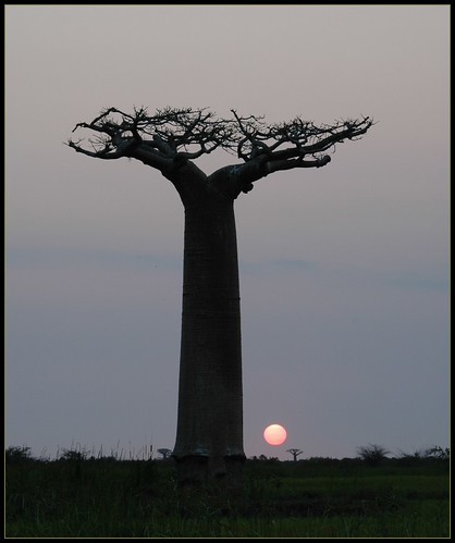 sunset sun tree geotagged sonnenuntergang avenue sonne madagascar baum baobab morondava baobabs madagaskar geo:lat=2025131430 geo:lon=4441834650