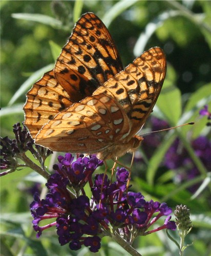 butterfly great lepidoptera spangled fritillary