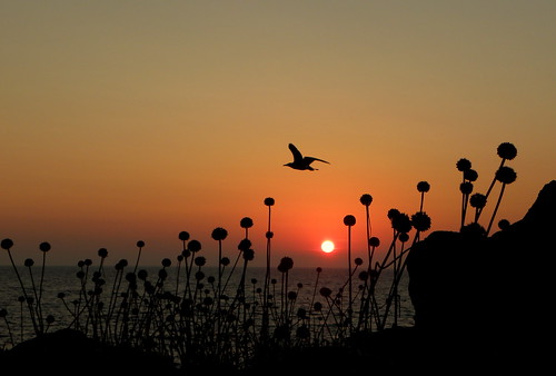 sardegna sunshine tramonto castelsardo golfodellasinara floraefaunadellasardegna alliumcommutatum fotografianaturalisticalamiapassione