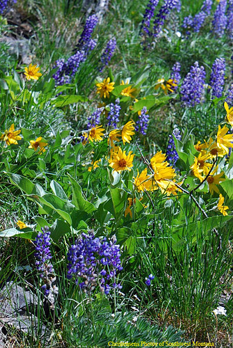 flowers wild summer plants southwest nature forest outdoors nikon montana national dillon root lupine balsam beaverhead arrowleaf