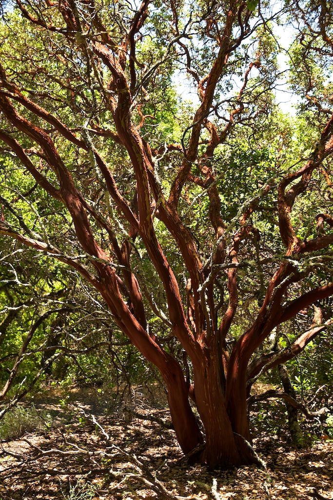 manzanita-tree-a-photo-on-flickriver