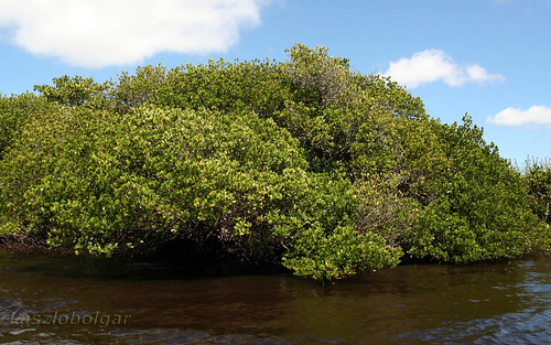 mangrove madagascar mdg fortdauphin lokaro tolagnaro evatra