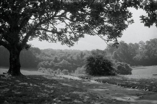 bw white black tree film cemetery analog 35mm mississippi landscape focus scenery minolta sidewalk magnolia manual manualfocus meridian srt101 srt splittone rokkor splittoning