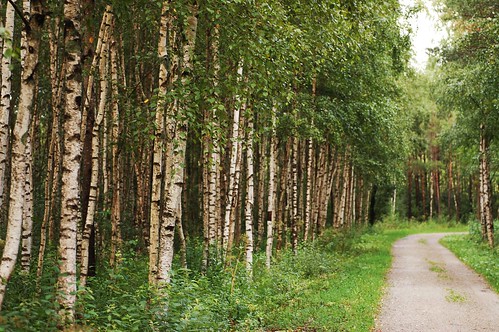 road trees estonia birches pääsküla