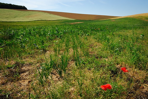 blue red wild sky green field landscape european angle czech low hills poppy czechrepublic attention rolling misplaced southernbohemia nemotice