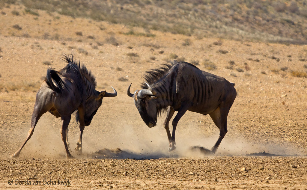 Глагол гну. Антилопа гну. Африканская антилопа гну. Африки носороги антилопа гну. Гепард и антилопа гну.