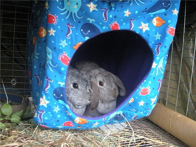Delilah &amp; Henrietta in their Bunny Cube