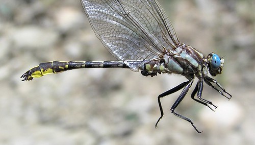 insect dragonfly clubtail odonata anisoptera gomphidae gomphusgraslinellus pronghornclubtail