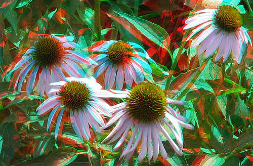flowers stereoscopic stereophoto coneflowers scenic anaglyph iowa anaglyphs moorhead redcyan 3dimages 3dphoto 3dphotos 3dpictures stereopicture