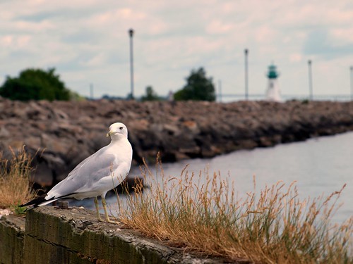 sea ontario canada bird saint st river lawrence seagull gull prescott