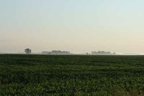 morning field sunrise soybeans renvillecounty