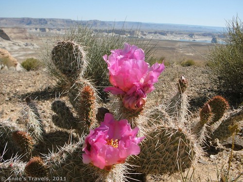 Flowering cactus on the Arizona Strip overlooking Lake Powell